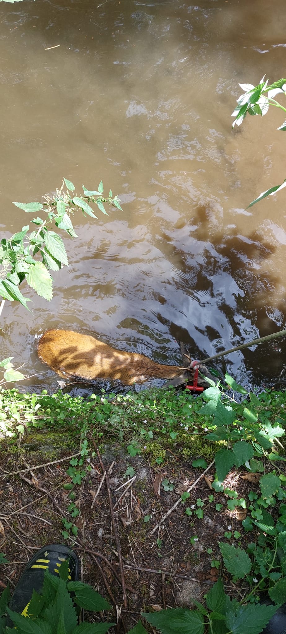 Tierrettung Tierrettung