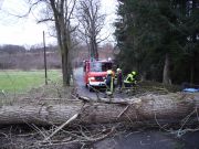 Sturm - Baum über Straße