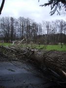 Sturm - Baum über Straße