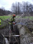 Sturm - Baum über Straße