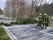 Baum über Straße