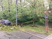 Baum über Straße
