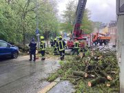 Baum über Straße