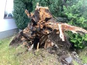 Baum auf Straße