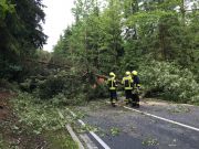 Baum auf Straße