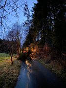 Baum in Stromleitung