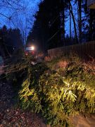 Baum in Stromleitung