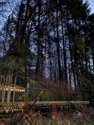 Baum in Stromleitung