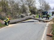 Baum über Straße