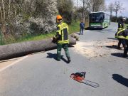 Baum über Straße