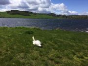 Hilfloser Schwan